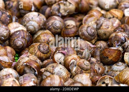 Eine Serie von Fotografien eines Tages auf einer Traubenschnecke Farm. Stockfoto