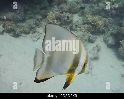 Langflossen-Fledermausfisch (Platax teira) Fische schwimmen im tropischen Meer in der Nähe des Korallenriffs Unter Wasser Stockfoto