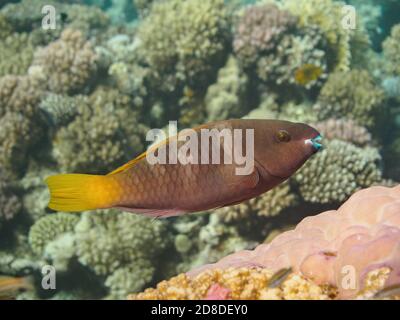 Rostige Papageienfische (Scarus ferrugineus) schwimmen über dem bunten Korallenriff im Roten Meer, selektiver Fokus Stockfoto