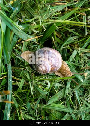 Eine Traubenschnecke kriecht durch das Gras auf der Suche nach Nahrung. Stockfoto