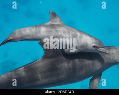 Baby Delphin spielt mit Mutter im blauen tropischen Meer Nahaufnahme Stockfoto