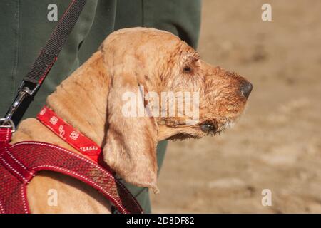 Traurige alte beige englische Cocker Spaniel in rotem Kragen sitzt auf dem nassen Flussküsten Sand bei Sonnenuntergang. Brauner Spaniel Hund mit nassem Fell Nahaufnahme Stockfoto