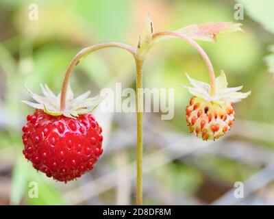 Wilde Erdbeeren auf dem Stamm Makro, selektiver Fokus, geringe Schärfentiefe Stockfoto