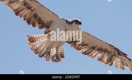 Fischadler fliegen in den blauen Himmel. Fischadler aus nächster Nähe Stockfoto