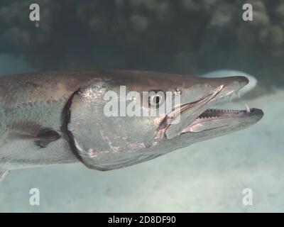 Toller Barracuda Kopf und Kiefer aus der Nähe Stockfoto