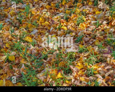 Tote gelbe Blätter auf dem grünen Gras, goldener Herbsthintergrund, selektiver Fokus, geringe Schärfentiefe Stockfoto