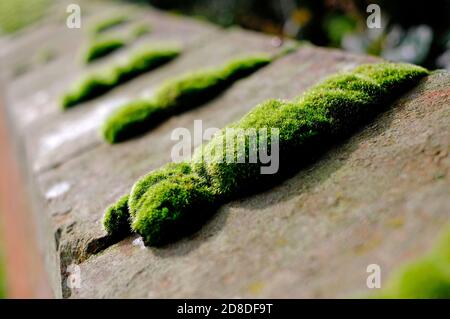 Nahaufnahme von grünem Moos, das auf der Ziegelwand wächst, norfolk, england Stockfoto