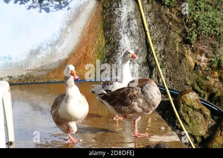 Drei Enten schwimmen in einem kleinen See Stockfoto