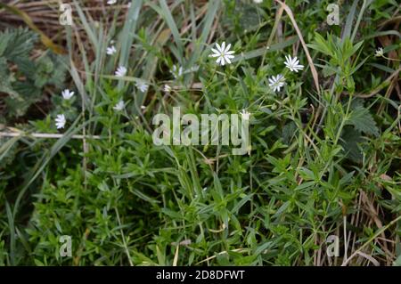 Spätblühender Großstitchkraut, Stellaria holostea, auf einem Pfad neben Ackerland, Lambiletham, St Andrews,25 Oct 20 Stockfoto