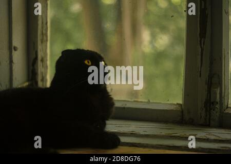 Schwarze schottische Falte Katze liegt auf der alten rustikalen Fensterbank und genießt Frühlingsbelaub. kitty im Vintage-Interieur Stockfoto