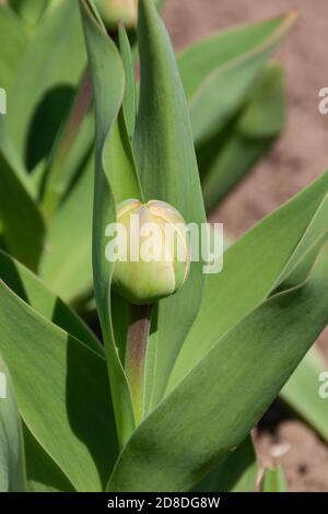 Grüne, ungeöffnete Knospe einer Tulpenblume wächst im Garten. Zarte, schöne erste Frühlingsblumen mit frischem Laub. Helle bunte Frühling Foto vertikale Krawatte Format Closeup Stockfoto