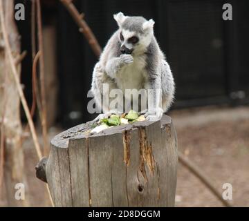 Ein Ringschwanz Lemur Fütterung auf einem alten Baumstumpf. Stockfoto