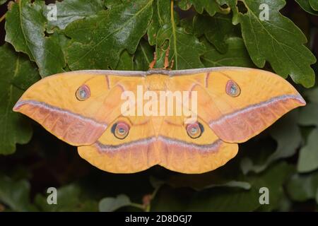 Antheraea yamamai, ヤママユ, japanische Seidenmotte, japanischer Eichenseidenspinner Stockfoto