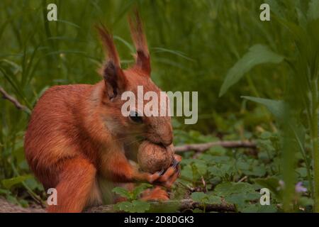 Flurry Eichhörnchen hält in seinen Pfoten eine große Walnuss sitzen Auf grünem Gras im Wald Stockfoto