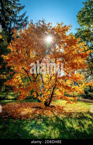 Die Blätter. Okt. 2020. 24. Oktober 2020, Teltow, ein Facher-Ahorn (Acer palmatum) mit herbstlich gefärbten Blättern, durch die die Sonne scheint. Der Baum hat bereits einige der Blätter vergossen. Eurosiden II, Ordnung: Sapindales, Familie: Sapindaceae, Unterfamilie: Hippocastanoideae, Gattung: Ahorn (Acer), Art: Sacher-Ahorn Quelle: dpa/Alamy Live News Stockfoto