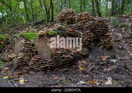 Hypholoma fasciculare Schwefeltuft ungenießbare Pilze Makro Stockfoto