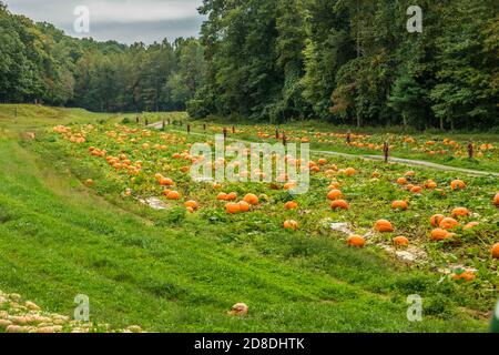 Mehrere Sorten und Größen von Kürbissen auf der Rebe wächst Auf dem Boden in den offenen Feldern auf einem Bauernhof In den Bergen mit Vogelscheuche Dekorationen linin Stockfoto