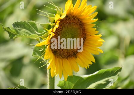 Eine Sonnenblume im Profil Stockfoto