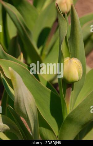 Grüne, ungeöffnete Knospe einer Tulpenblume wächst im Garten. Zarte, schöne erste Frühlingsblumen mit frischem Laub. Helle bunte Frühling Foto vertikale Krawatte Format Closeup Stockfoto