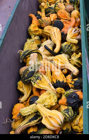 Eine Vielzahl von squash Stockfoto