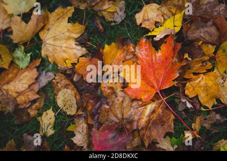 Nasse gelbe, orange und braune Ahornblätter im Herbst nach dem Regen Stockfoto