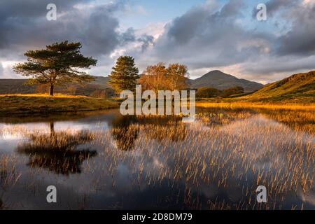 Herbstgoldenes Licht, das auf Schilf im Wasser an Kelly Hall Tarn im Lake District scheint. Stockfoto