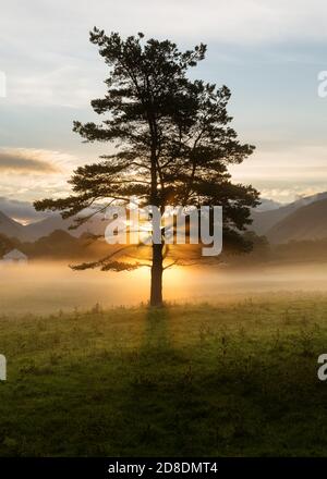 Die Sonne steigt hinter hohen Kiefer Baum mit Erdnebel auf Gras Talboden. Aufgenommen im Lake District, Großbritannien. Stockfoto