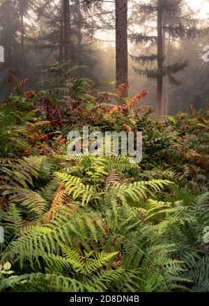Üppig grüne und orangefarbene Farne mit hohen Waldbäumen im Hintergrund. Aufgenommen im Eden Valley, Cumbria, Großbritannien. Stockfoto