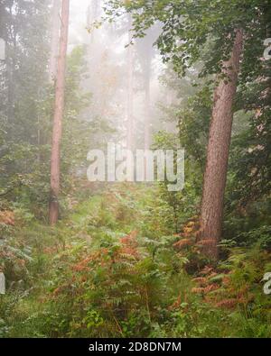 Schöne weiche Texturen in einem nebligen Wald mit hohen Bäumen mit Herbstlaub im Vordergrund. Stockfoto