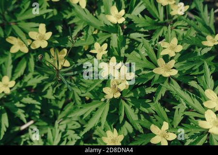 Der erste Frühling, wild gelb blüht viele Stockfoto
