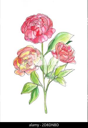 Aquarell Pfingstrosen auf weißem Hintergrund. Handgezeichnete Blumen. Element für Design. Stockfoto
