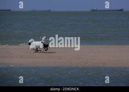 Ein kleiner schwarz-weißer Hund in einem Schal läuft Am Sandstrand entlang Stockfoto