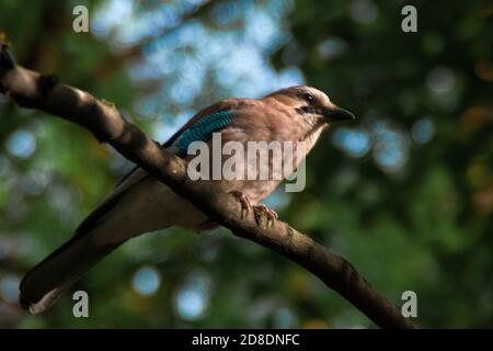 Eurasischer eichelhäher. Garrulus glandarius. Beigefarbener brauner Vogel mit blauen Flügeln sitzt auf einem Ast vor einem Hintergrund von grünem Wald Stockfoto