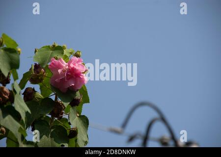 Hibiscus mutabilis, auch bekannt als die Konföderierte Rose, Dixie rosemallow, Baumwollrose oder Baumwollrosemallow, ist eine Pflanze, die lange für ihre auffällige f kultiviert wird Stockfoto