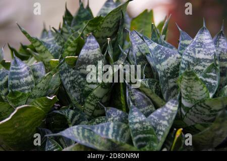 Dracaena trifasciata ist eine blühende Pflanze aus der Familie der Asparagaceae, die im tropischen Westafrika von Nigeria im Osten bis zum Kongo beheimatet ist Stockfoto