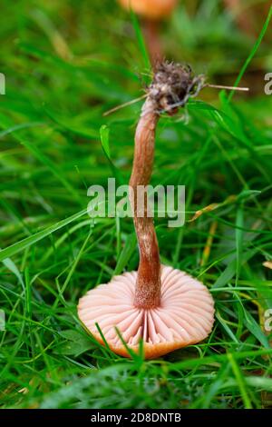 Stipe und Kiemen von Laccaria laccata Stockfoto