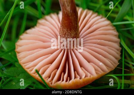 Kiemen von Laccaria laccata Stockfoto