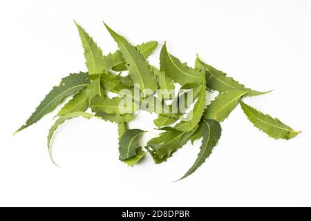 Medizinisches grünes Neem-Blatt auf weißem Hintergrund Stockfoto