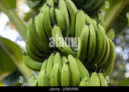 Nahaufnahme grüne Bananenbündel auf Bananenbaum im Dschungel Stockfoto