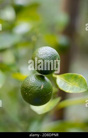 Frische grüne Rohmandarine an Baum gehängt Stockfoto