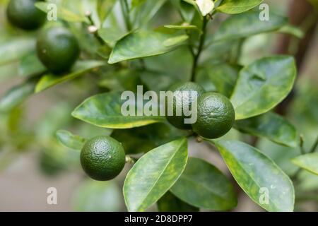 Grüne Mandarinen auf einem Ast im Garten Stockfoto