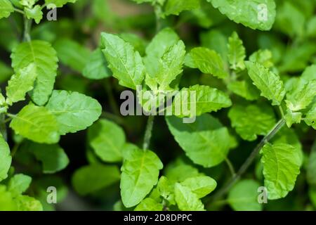 Heilige Basilikum oder Tulsi Pflanzen im Garten Stockfoto