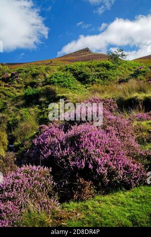 UK,Derbyshire,Peak District,Edale,Golden Clough mit Blick auf den klingenden Roger Stockfoto