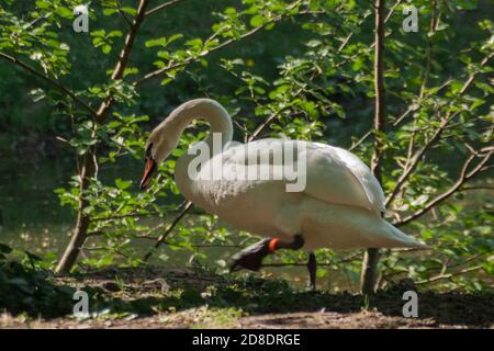 Weißer Schwan in der Nähe des ländlichen Teiches, umgeben von grünen Bäumen Und Gras Stockfoto