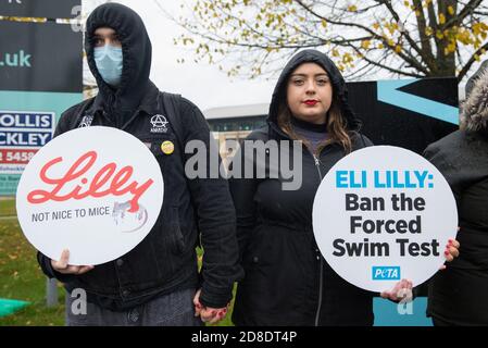 Bracknell, Großbritannien. 29. Oktober 2020. PETA-Unterstützer protestieren vor Eli Lillys Forschungs- und Entwicklungszentrum, um das US-Pharmaunternehmen aufzufordern, den erzwungenen Schwimmtest zu verbieten. Die Tierrechtsorganisation PETA UK behauptet, dass der erzwungene Schwimmtest, bei dem Kleintiere mit einem Antidepressivum dosiert, in unausweichliche Becher mit Wasser gefüllt und zum Schwimmen gezwungen werden, um sich vor dem Ertrinken zu bewahren, weitgehend diskreditiert wurde und dass andere Pharmaunternehmen wie Johnson & Johnson, GlaxoSmithKline, Pfizer, Bayer, Roche und AstraZeneca haben sie verboten. Kredit: Mark Kerrison/Alamy Live Nachrichten Stockfoto