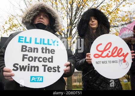 Bracknell, Großbritannien. 29. Oktober 2020. PETA-Unterstützer protestieren vor Eli Lillys Forschungs- und Entwicklungszentrum, um das US-Pharmaunternehmen aufzufordern, den erzwungenen Schwimmtest zu verbieten. Die Tierrechtsorganisation PETA UK behauptet, dass der erzwungene Schwimmtest, bei dem Kleintiere mit einem Antidepressivum dosiert, in unausweichliche Becher mit Wasser gefüllt und zum Schwimmen gezwungen werden, um sich vor dem Ertrinken zu bewahren, weitgehend diskreditiert wurde und dass andere Pharmaunternehmen wie Johnson & Johnson, GlaxoSmithKline, Pfizer, Bayer, Roche und AstraZeneca haben sie verboten. Kredit: Mark Kerrison/Alamy Live Nachrichten Stockfoto