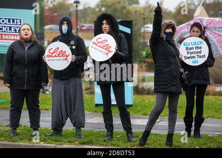 Bracknell, Großbritannien. 29. Oktober 2020. PETA-Unterstützer protestieren vor Eli Lillys Forschungs- und Entwicklungszentrum, um das US-Pharmaunternehmen aufzufordern, den erzwungenen Schwimmtest zu verbieten. Die Tierrechtsorganisation PETA UK behauptet, dass der erzwungene Schwimmtest, bei dem Kleintiere mit einem Antidepressivum dosiert, in unausweichliche Becher mit Wasser gefüllt und zum Schwimmen gezwungen werden, um sich vor dem Ertrinken zu bewahren, weitgehend diskreditiert wurde und dass andere Pharmaunternehmen wie Johnson & Johnson, GlaxoSmithKline, Pfizer, Bayer, Roche und AstraZeneca haben sie verboten. Kredit: Mark Kerrison/Alamy Live Nachrichten Stockfoto