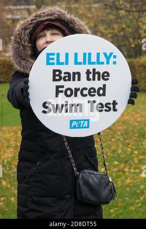 Bracknell, Großbritannien. 29. Oktober 2020. Ein PETA-Unterstützer protestiert vor Eli Lillys Forschungs- und Entwicklungszentrum, um das US-Pharmaunternehmen aufzufordern, den erzwungenen Schwimmtest zu verbieten. Die Tierrechtsorganisation PETA UK behauptet, dass der erzwungene Schwimmtest, bei dem Kleintiere mit einem Antidepressivum dosiert, in unausweichliche Becher mit Wasser gefüllt und zum Schwimmen gezwungen werden, um sich vor dem Ertrinken zu bewahren, weitgehend diskreditiert wurde und dass andere Pharmaunternehmen wie Johnson & Johnson, GlaxoSmithKline, Pfizer, Bayer, Roche und AstraZeneca haben sie verboten. Kredit: Mark Kerrison/Alamy Live Nachrichten Stockfoto