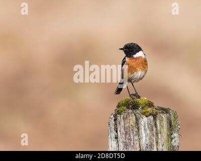 Stonechat, Saxicola rubicola, Dumfries & Galloway, Schottland Stockfoto