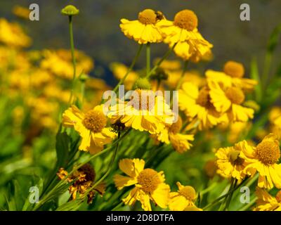 Leuchtend gelbe Blüten von Sneezeweed Helenium autumnale pumilum magnificum in Ein Garten Stockfoto